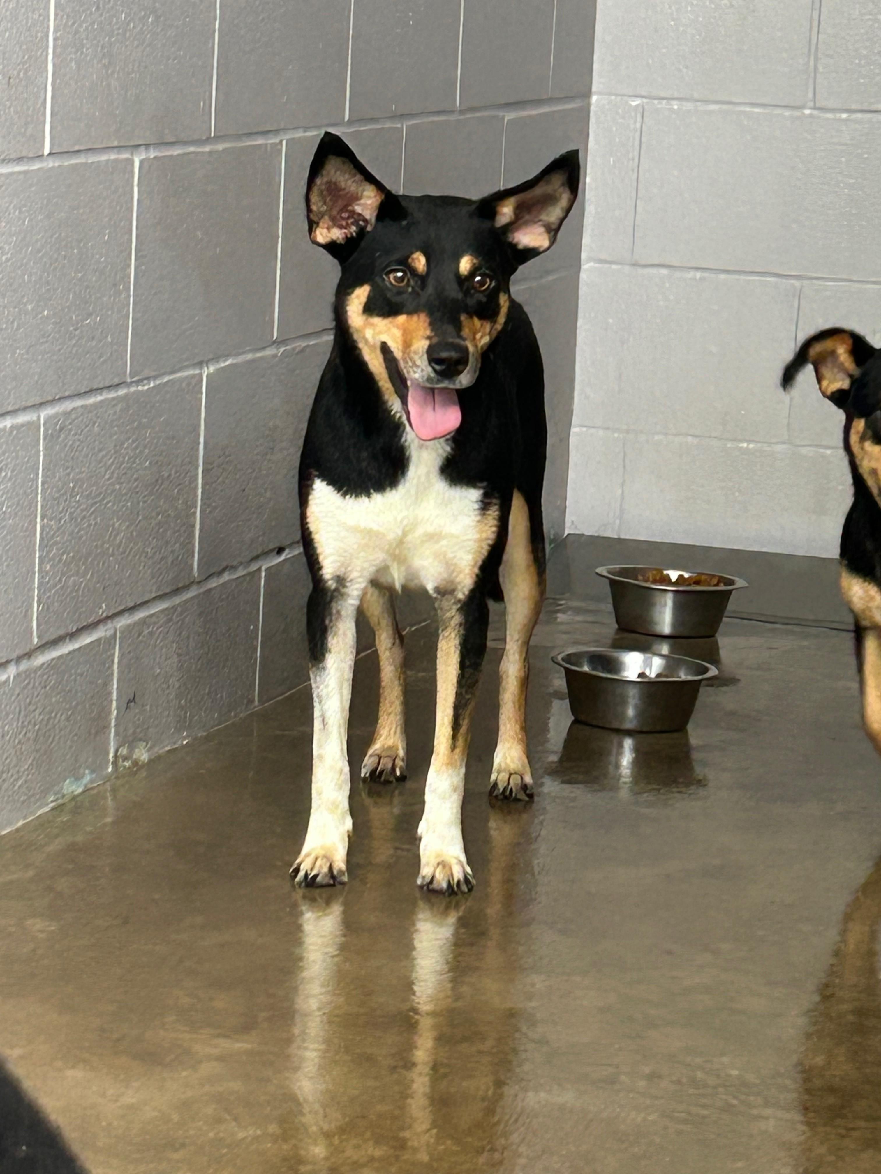 Enlarge Magnolia, a Adoptable mixed breed in Elgin, IL image 1/1