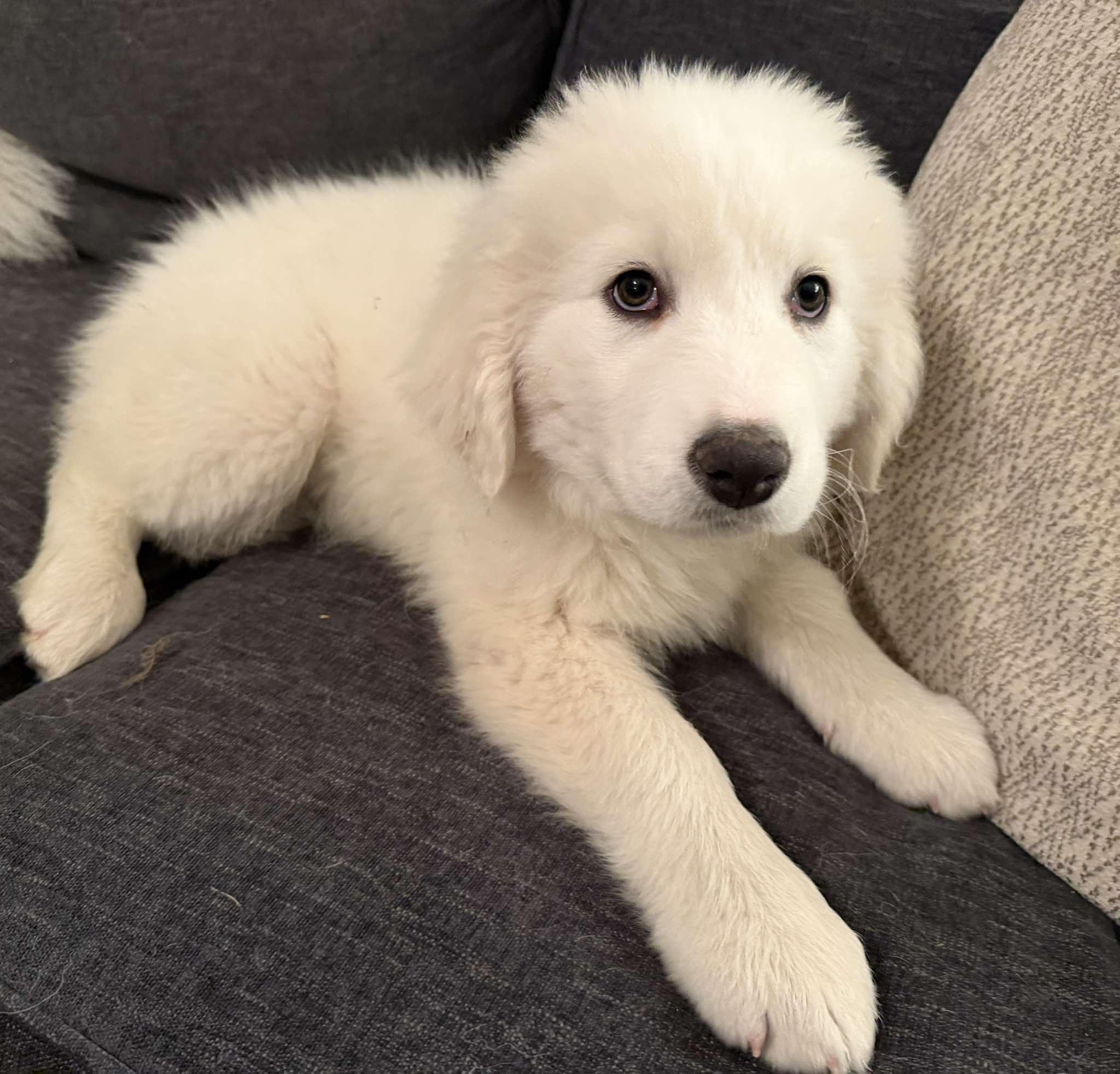 Enlarge Thatch , a ADOPTABLE mixed breed in Kiowa, OK image 4/6