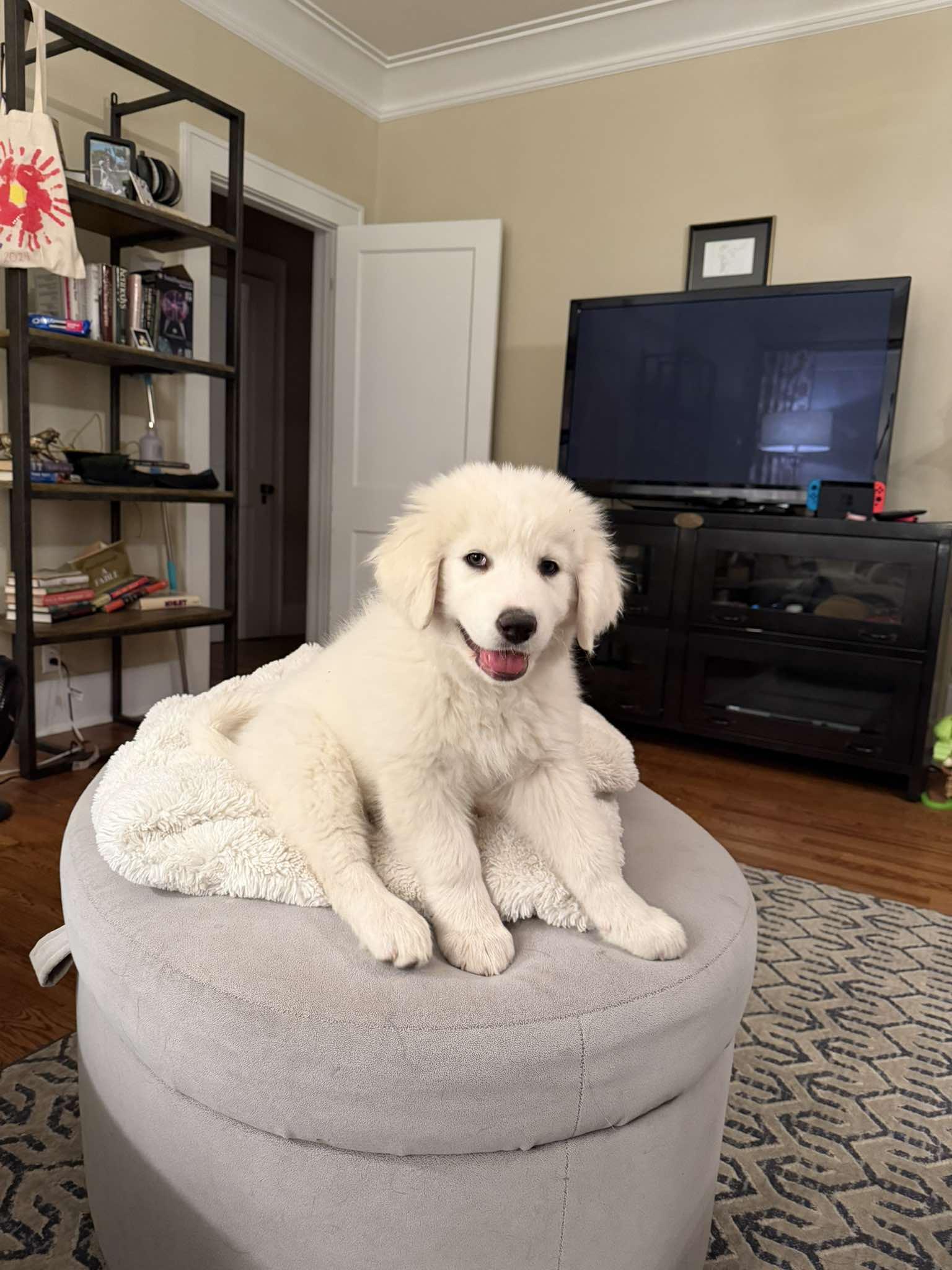 Enlarge Thatch , a ADOPTABLE mixed breed in Kiowa, OK image 5/6