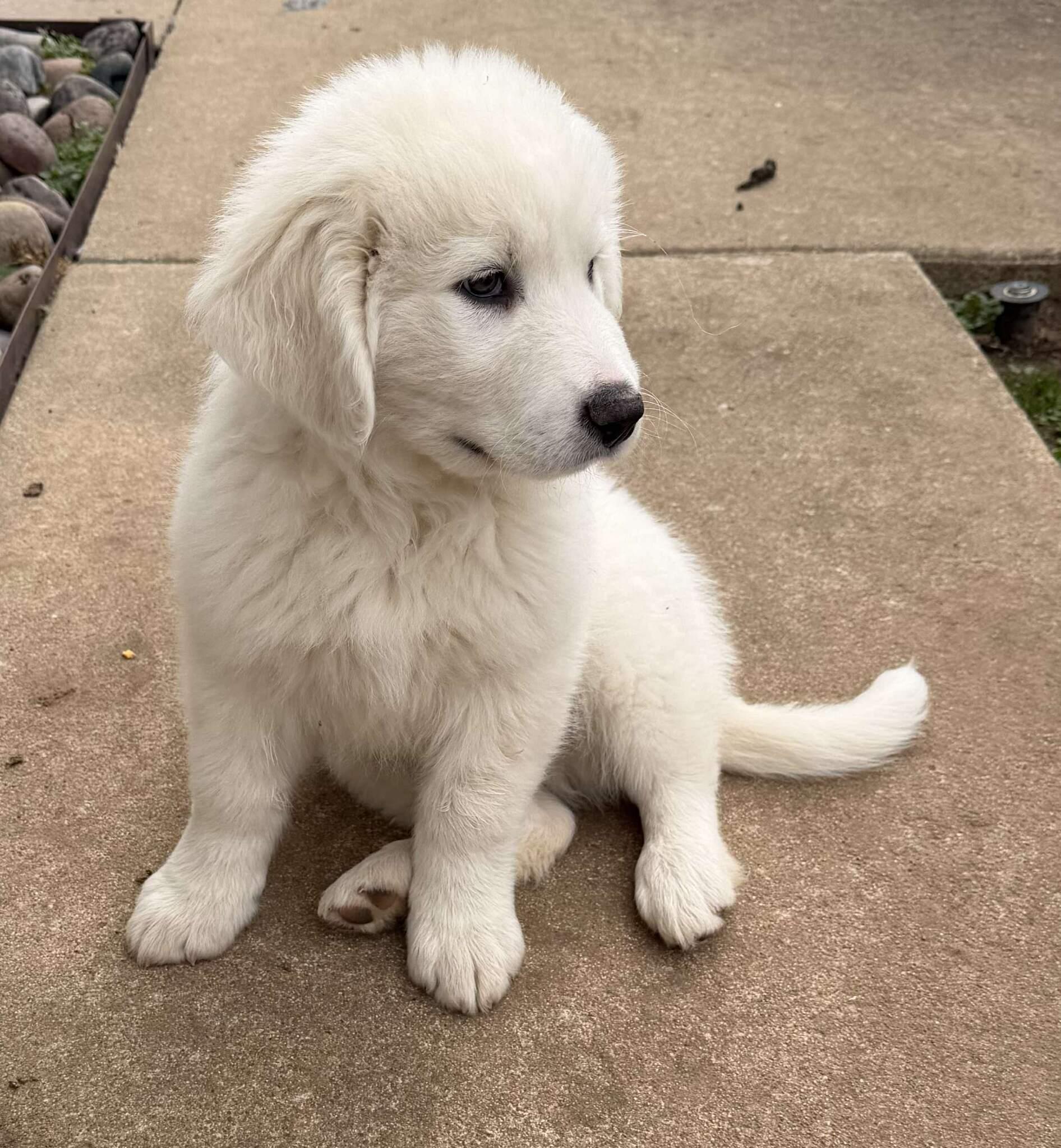 Enlarge Thatch , a ADOPTABLE mixed breed in Kiowa, OK image 6/6