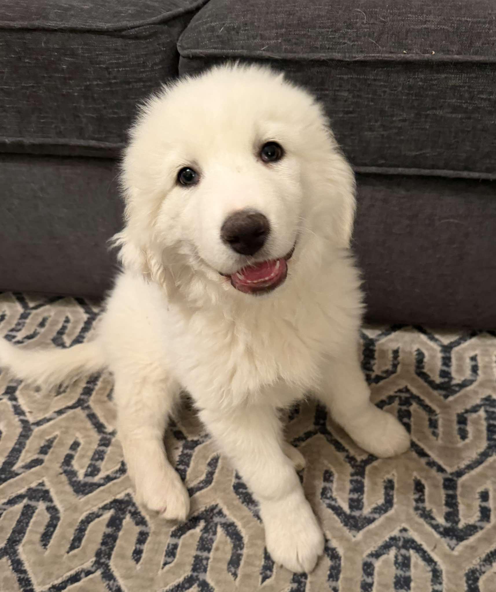 Enlarge Thatch , a ADOPTABLE mixed breed in Kiowa, OK image 2/6