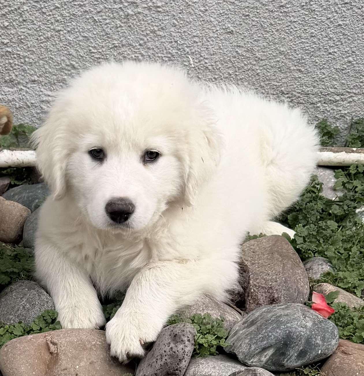 Enlarge Thatch , a ADOPTABLE mixed breed in Kiowa, OK image 3/6