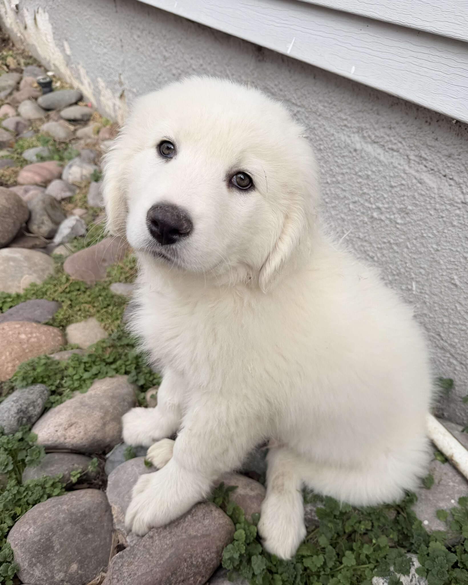 Thatch , ADOPTABLE, Puppy Male Great Pyrenees.