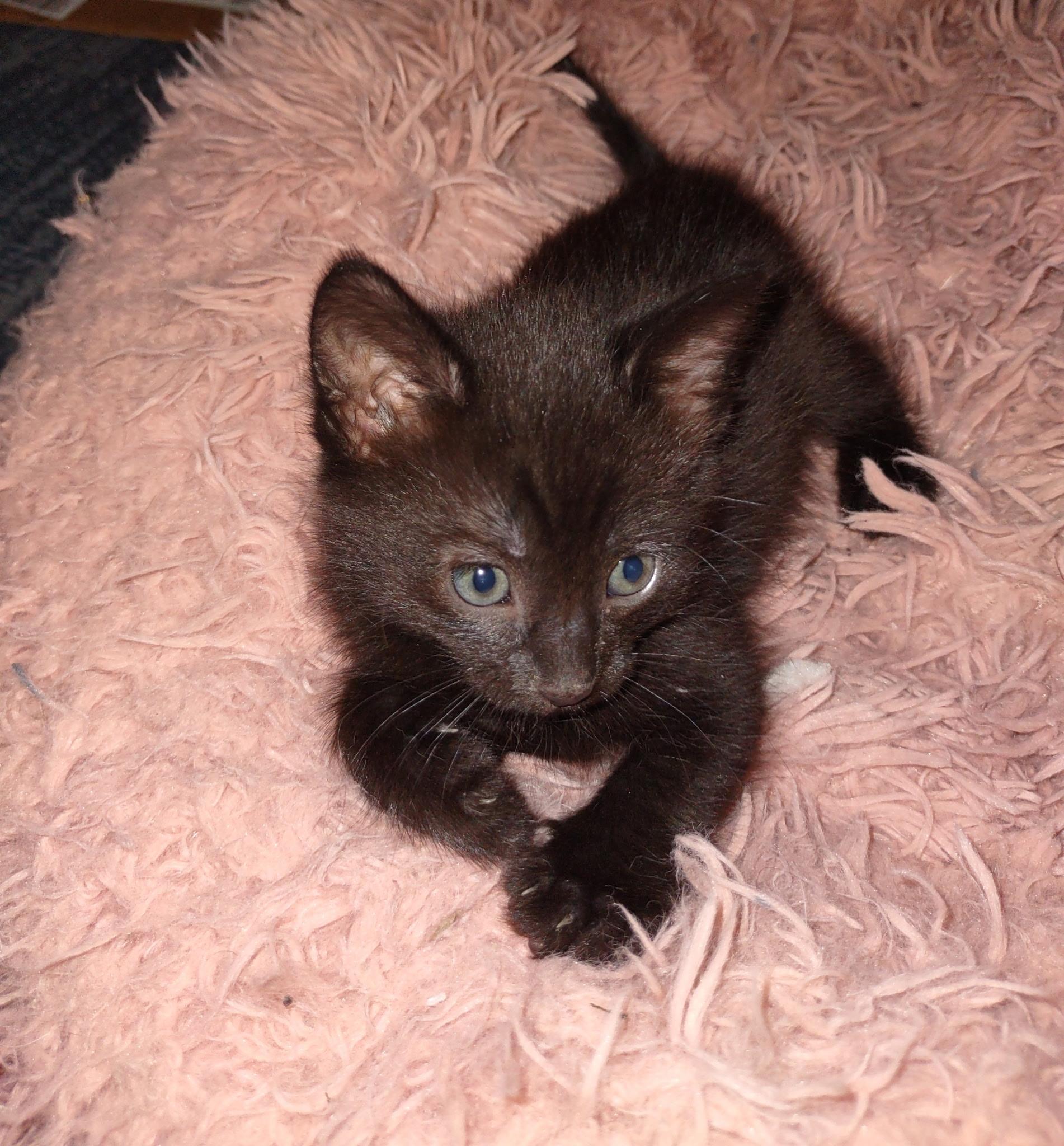 Choki Chip, a ADOPTABLE Domestic Short Hair in Hanford, CA image 1/2