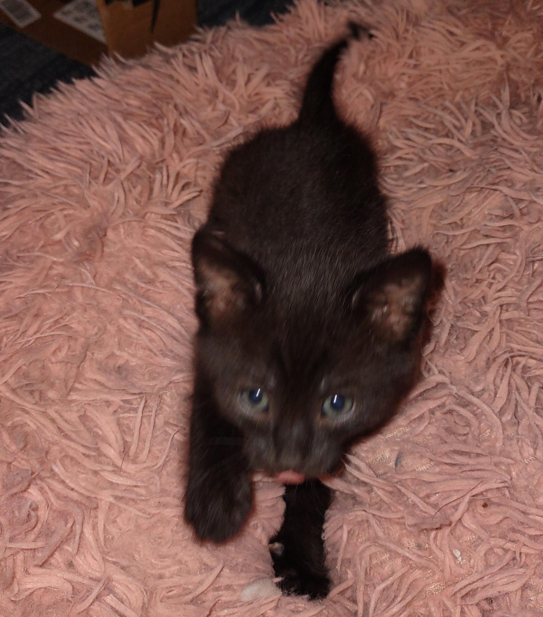 Choki Chip, a ADOPTABLE Domestic Short Hair in Hanford, CA image 2/2