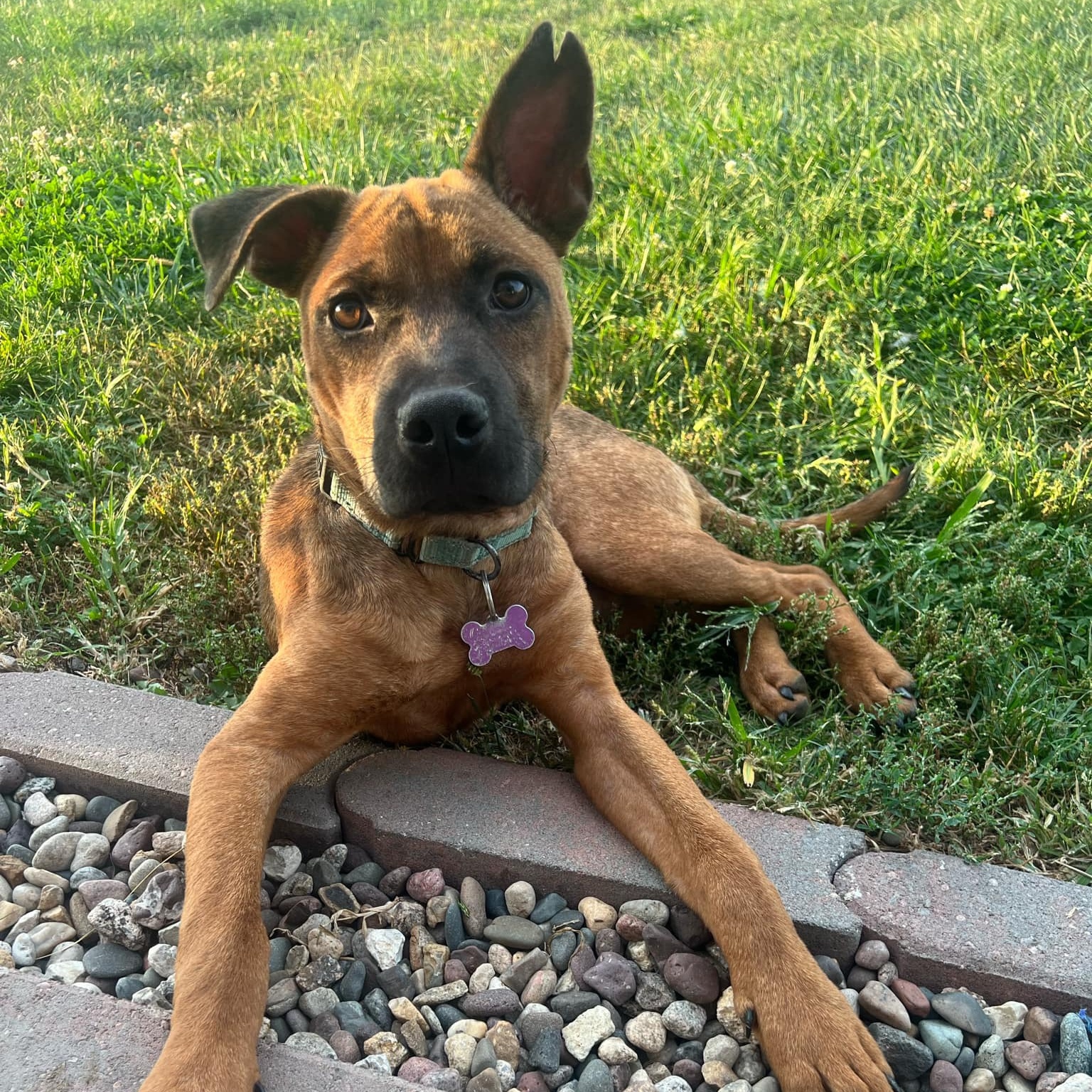Dog for adoption Scrappy Doo, a Pit Bull Terrier & German Shepherd