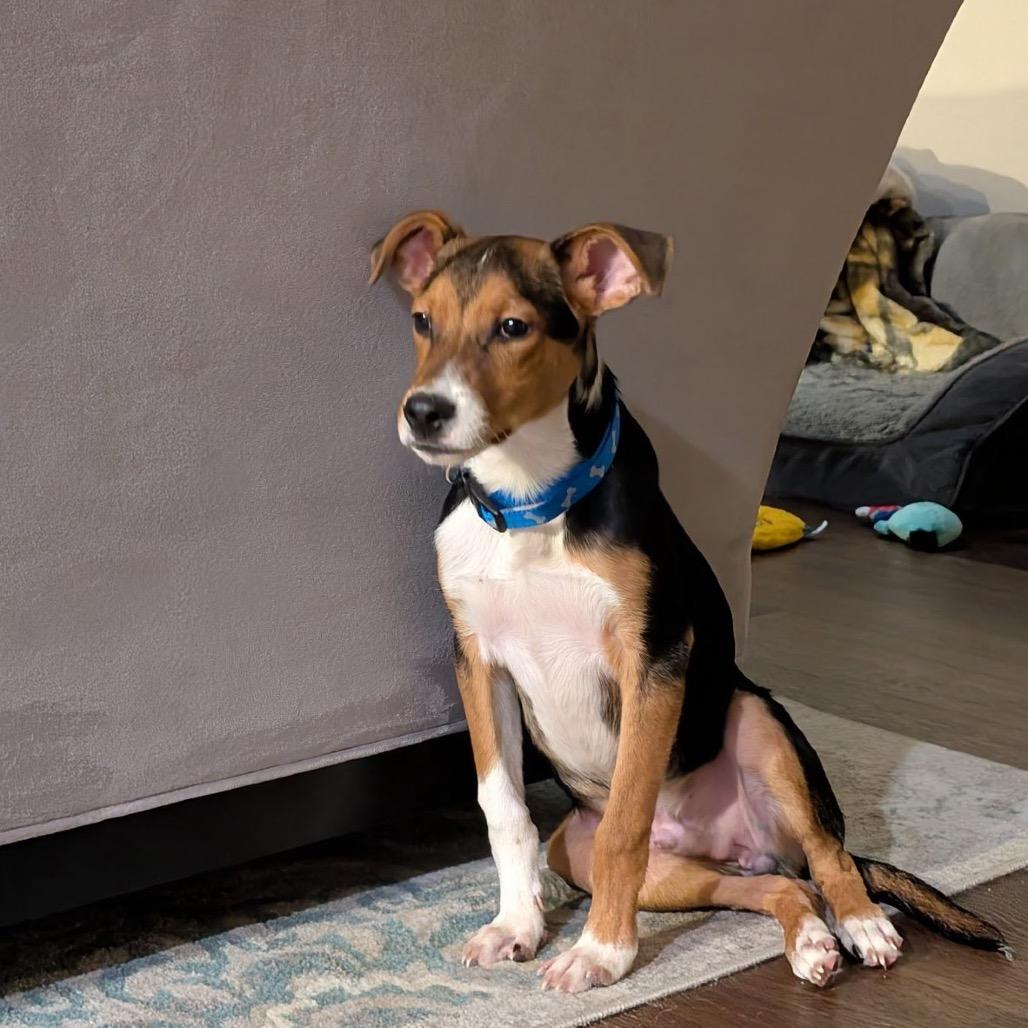 Vincent, a Adoptable mixed breed in New Albany, OH image 2/6