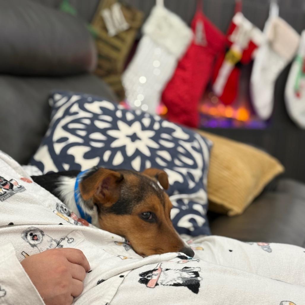 Vincent, a Adoptable mixed breed in New Albany, OH image 3/6