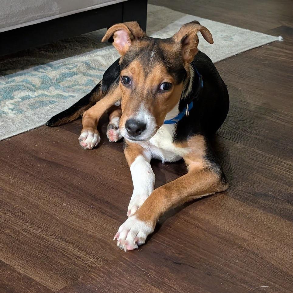 Vincent, a Adoptable mixed breed in New Albany, OH image 5/6