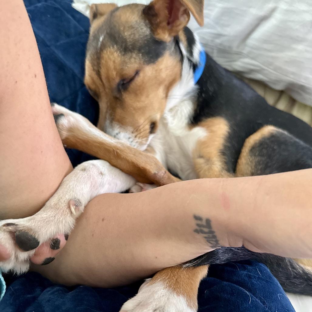 Vincent, a Adoptable mixed breed in New Albany, OH image 6/6