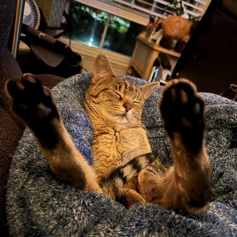 Godiva - In Foster Care, a Adoptable Domestic Short Hair in Naperville, IL image 1/5