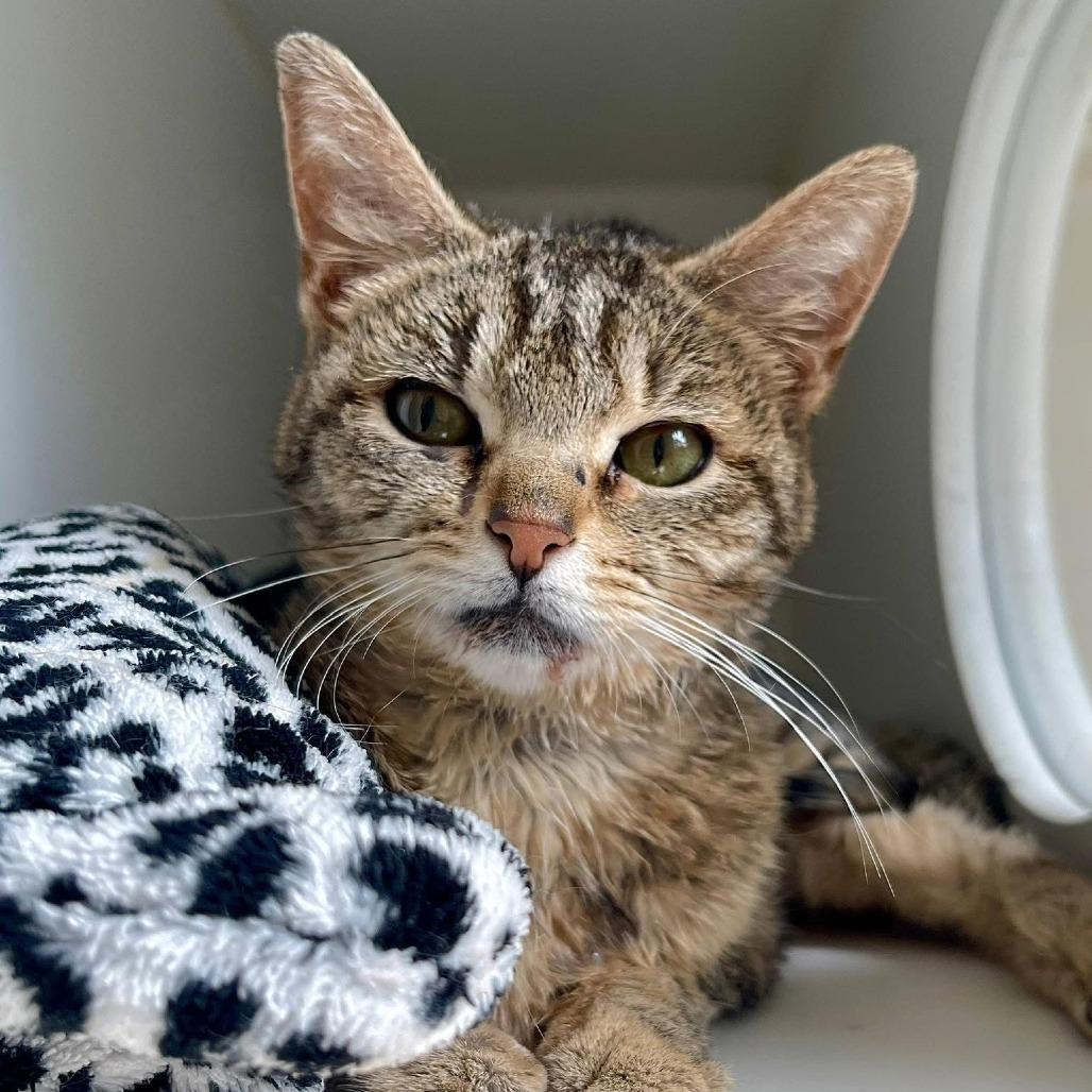 Godiva - In Foster Care, a Adoptable Domestic Short Hair in Naperville, IL image 3/5