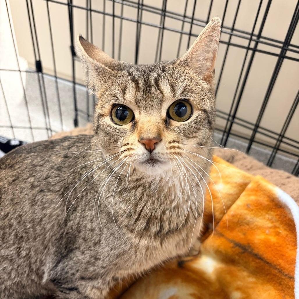 Enlarge Godiva, a Adoptable Domestic Short Hair in Naperville, IL image 3/6