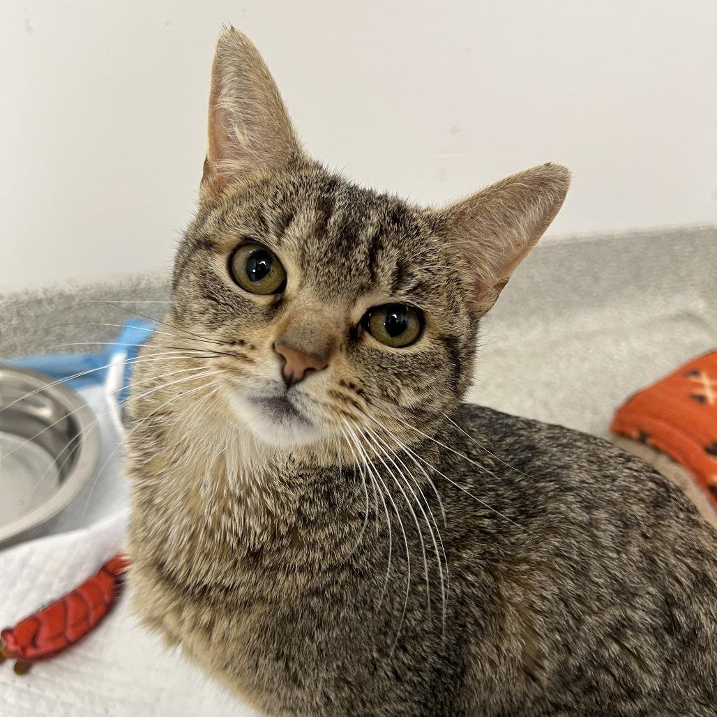 Enlarge Godiva, a Adoptable Domestic Short Hair in Naperville, IL image 4/6