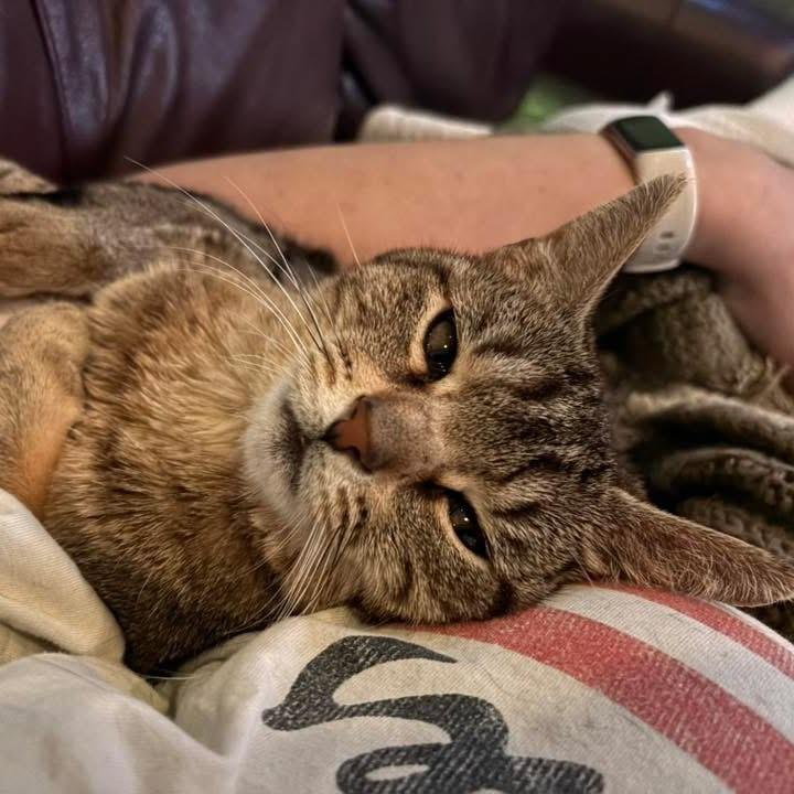 Godiva - In Foster Care, a Adoptable Domestic Short Hair in Naperville, IL image 4/5