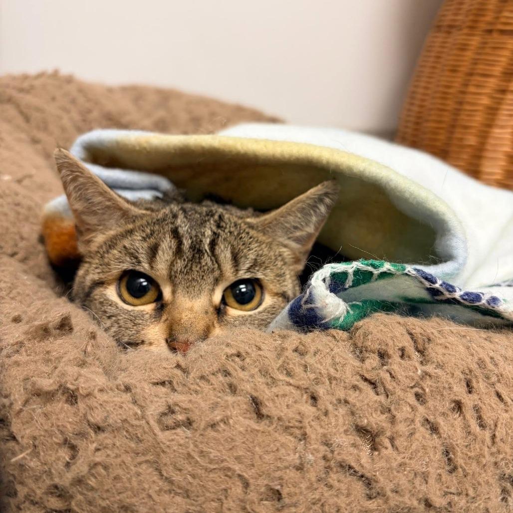 Enlarge Godiva, a Adoptable Domestic Short Hair in Naperville, IL image 5/6