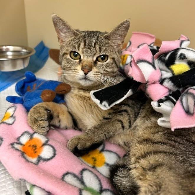 Godiva - In Foster Care, a Adoptable Domestic Short Hair in Naperville, IL image 5/5