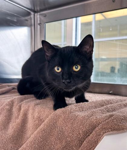 Larry the Lobster, Adoptable, Young Male Domestic Short Hair & Domestic Short Hair.