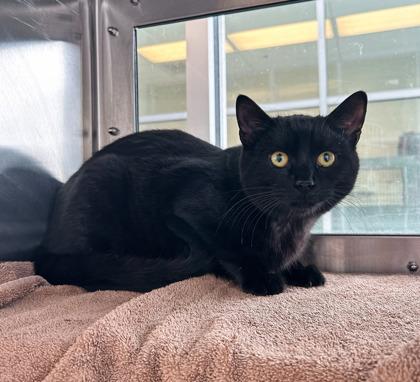 Enlarge Larry the Lobster, a Adoptable mixed breed in Detroit, MI image 2/2