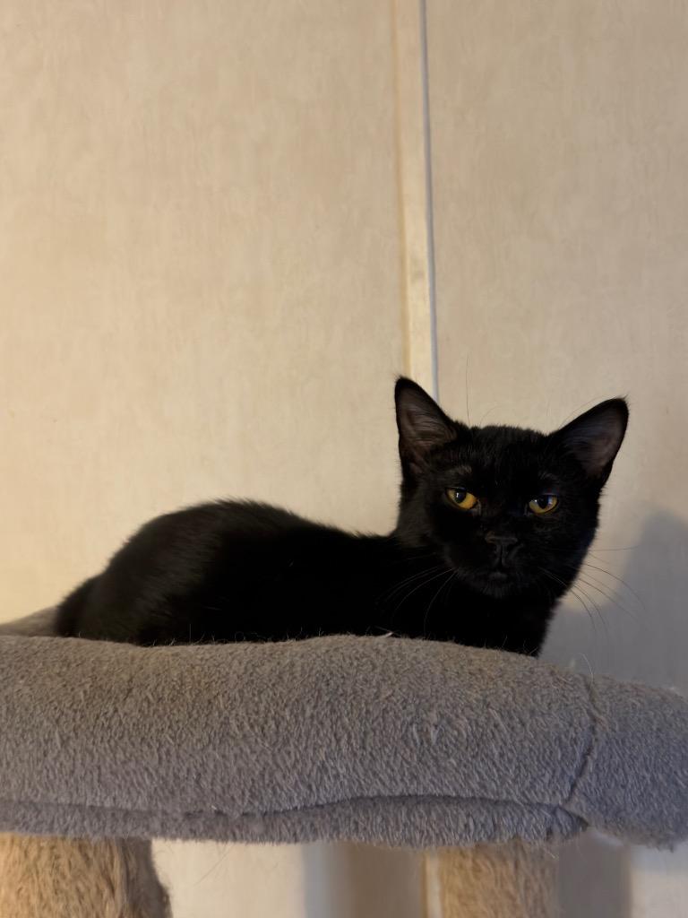 Enlarge Licorice, a Adoptable mixed breed in Parsons, WV image 1/1
