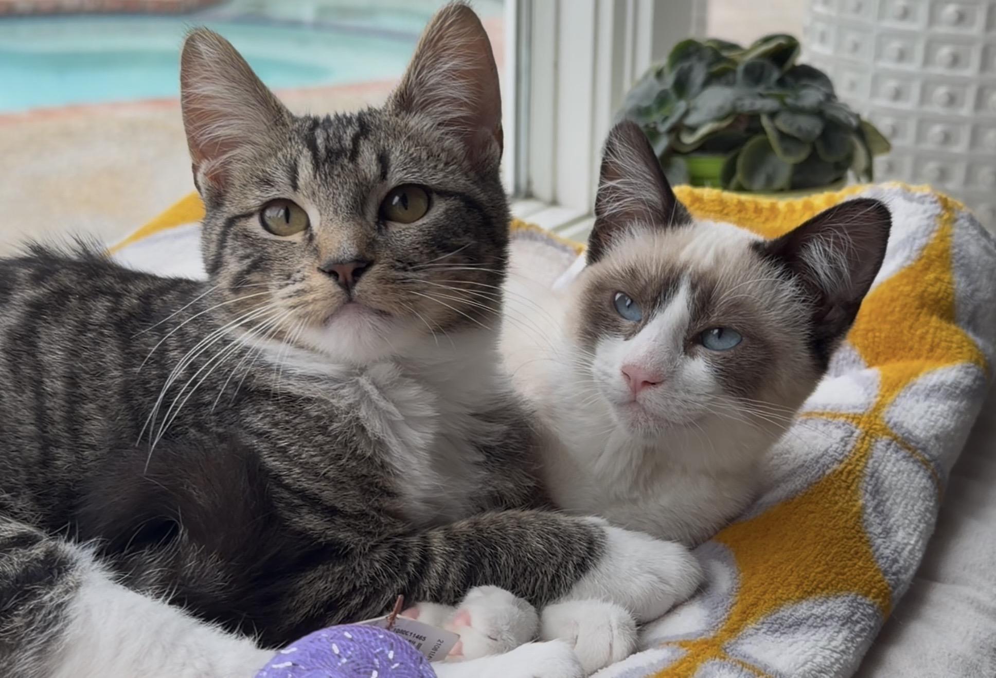 Millie and Mittens, ADOPTABLE, Kitten Female Siamese.