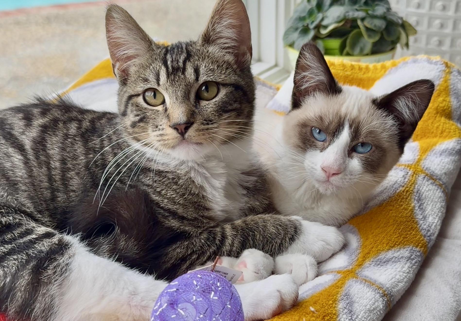 Millie and Mittens, a ADOPTABLE Siamese in San Rafael, CA image 4/6