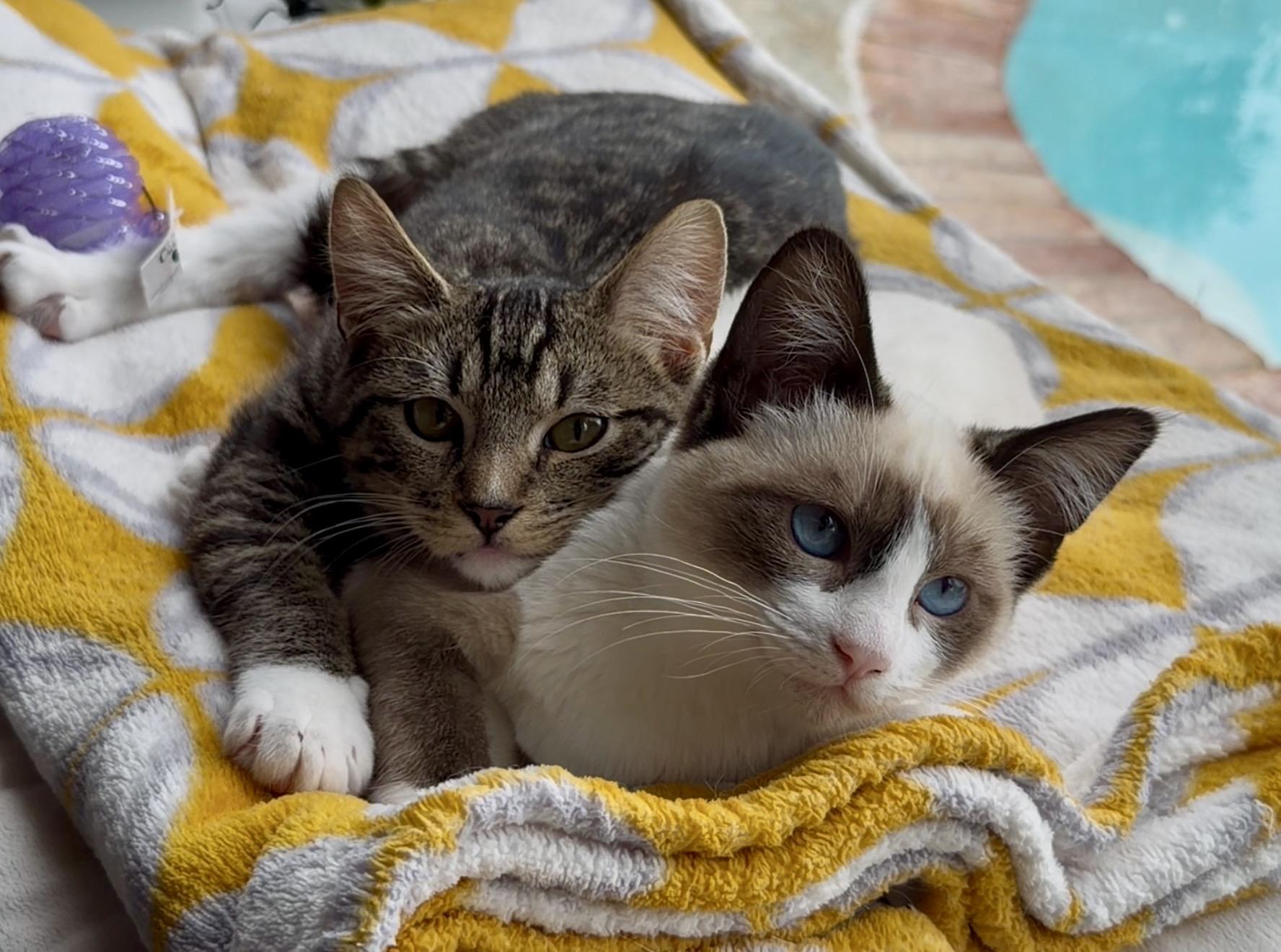 Millie and Mittens, a ADOPTABLE Siamese in San Rafael, CA image 2/6