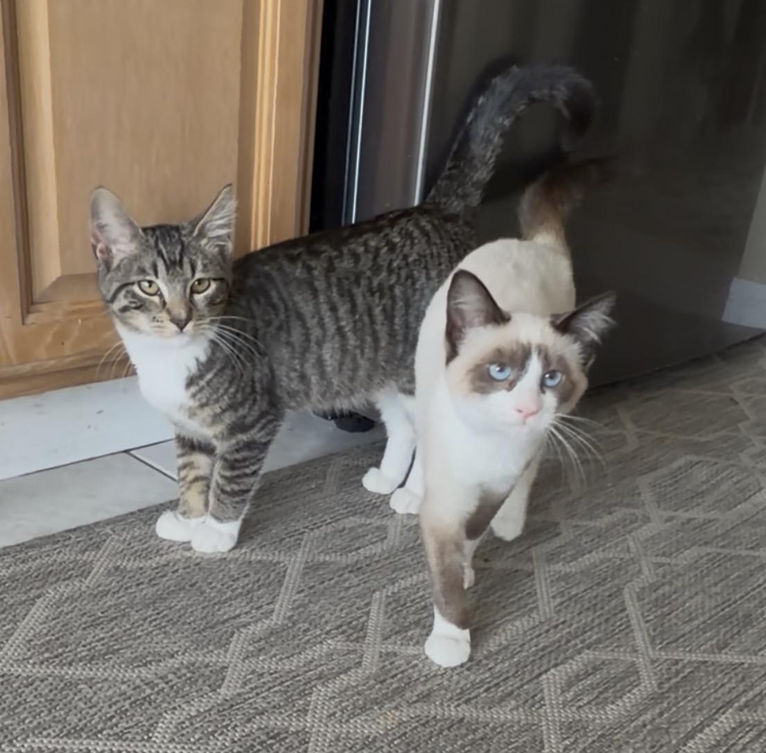 Millie and Mittens, a ADOPTABLE Siamese in San Rafael, CA image 3/6