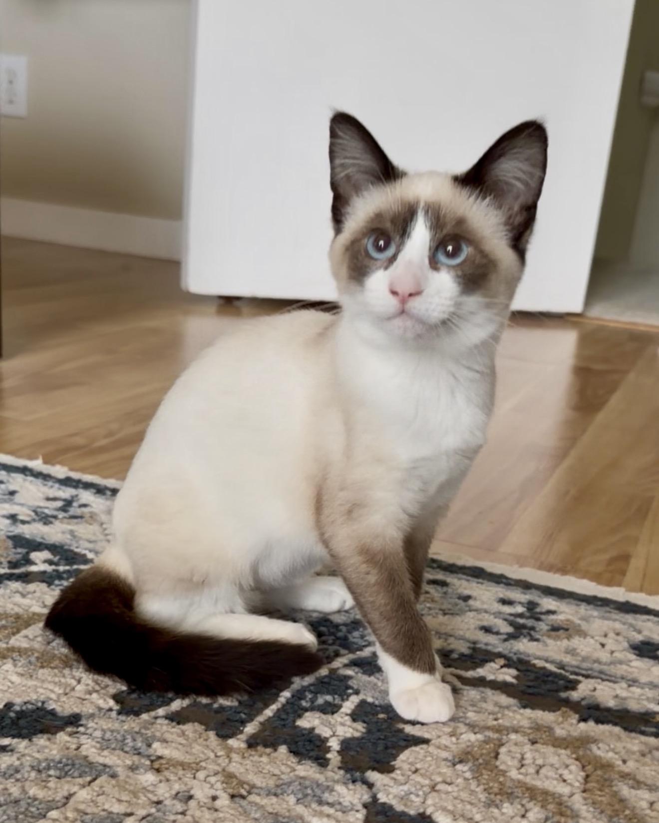 Millie and Mittens, a ADOPTABLE Siamese in San Rafael, CA image 6/6