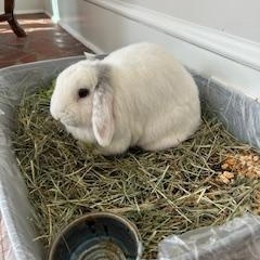 Snowball, a ADOPTABLE Lop Eared in Asheville, NC image 4/6
