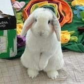 Snowball, a ADOPTABLE Lop Eared in Asheville, NC image 1/6