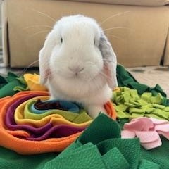Snowball, a ADOPTABLE Lop Eared in Asheville, NC image 6/6