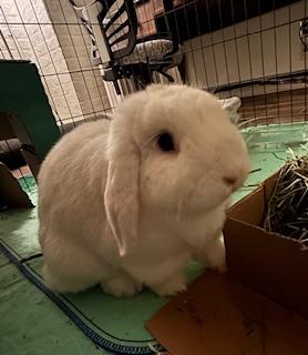 Snowball, a ADOPTABLE Lop Eared in Asheville, NC image 3/6