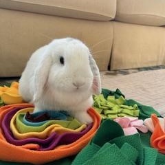 Snowball, a ADOPTABLE Lop Eared in Asheville, NC image 2/6