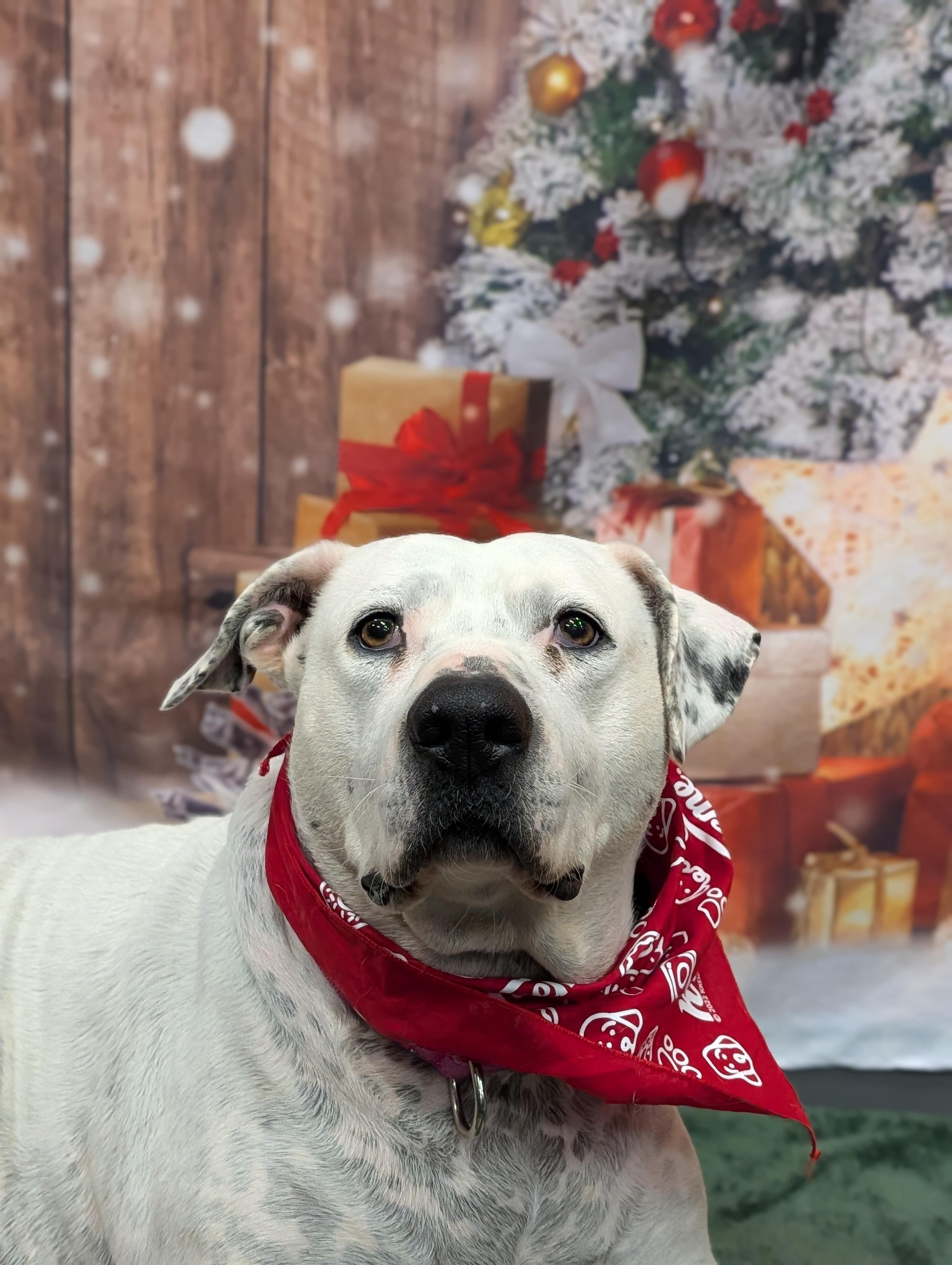 Coqueta, a Adoptable Mixed Breed in Cape Girardeau, MO image 1/4