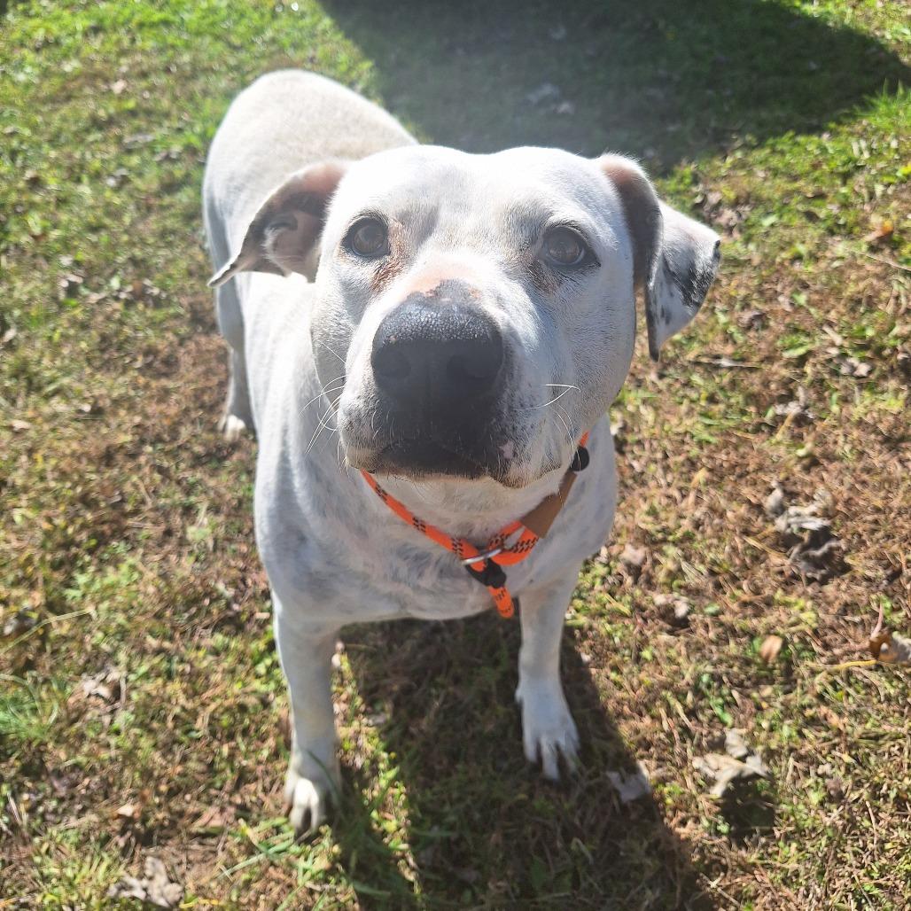 Coqueta, Adoptable, Adult Female Mixed Breed.