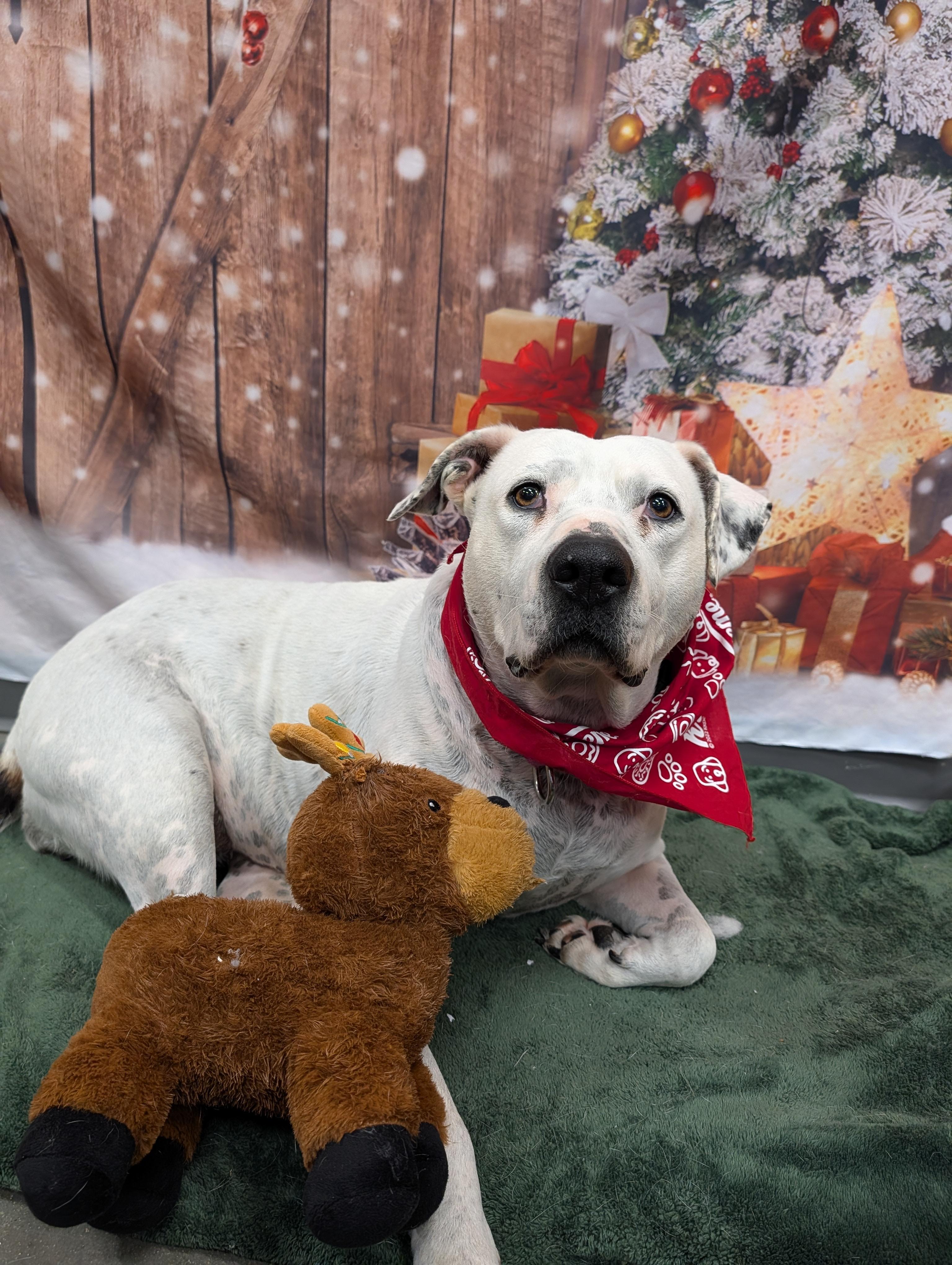 Coqueta, a Adoptable Mixed Breed in Cape Girardeau, MO image 4/4