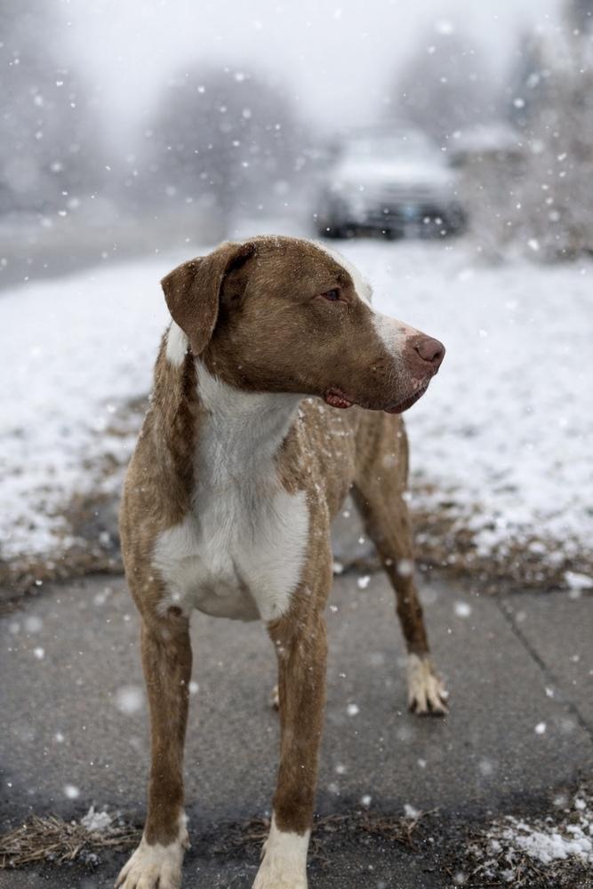 Enlarge AC Jack, a Adoptable mixed breed in Fremont, NE image 1/3