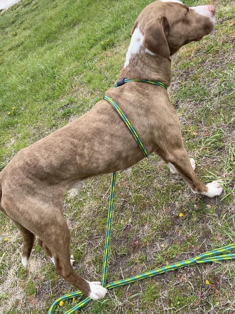 AC Jack, Adoptable, Adult Male Labrador Retriever & Catahoula Leopard Dog.