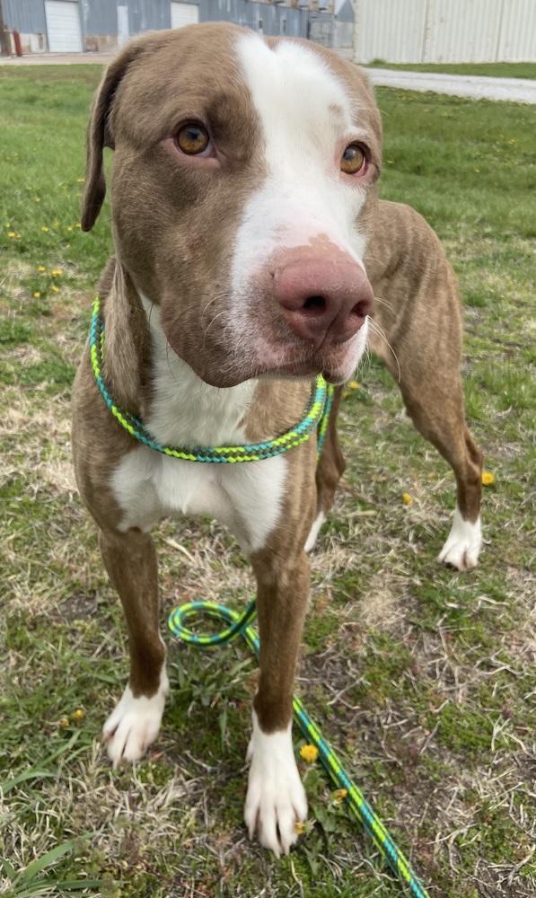 Enlarge AC Jack, a Adoptable mixed breed in Fremont, NE image 2/3