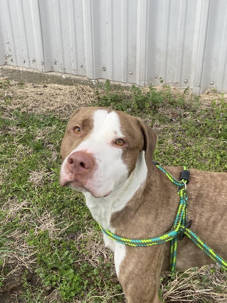 Enlarge AC Jack, a Adoptable mixed breed in Fremont, NE image 3/3