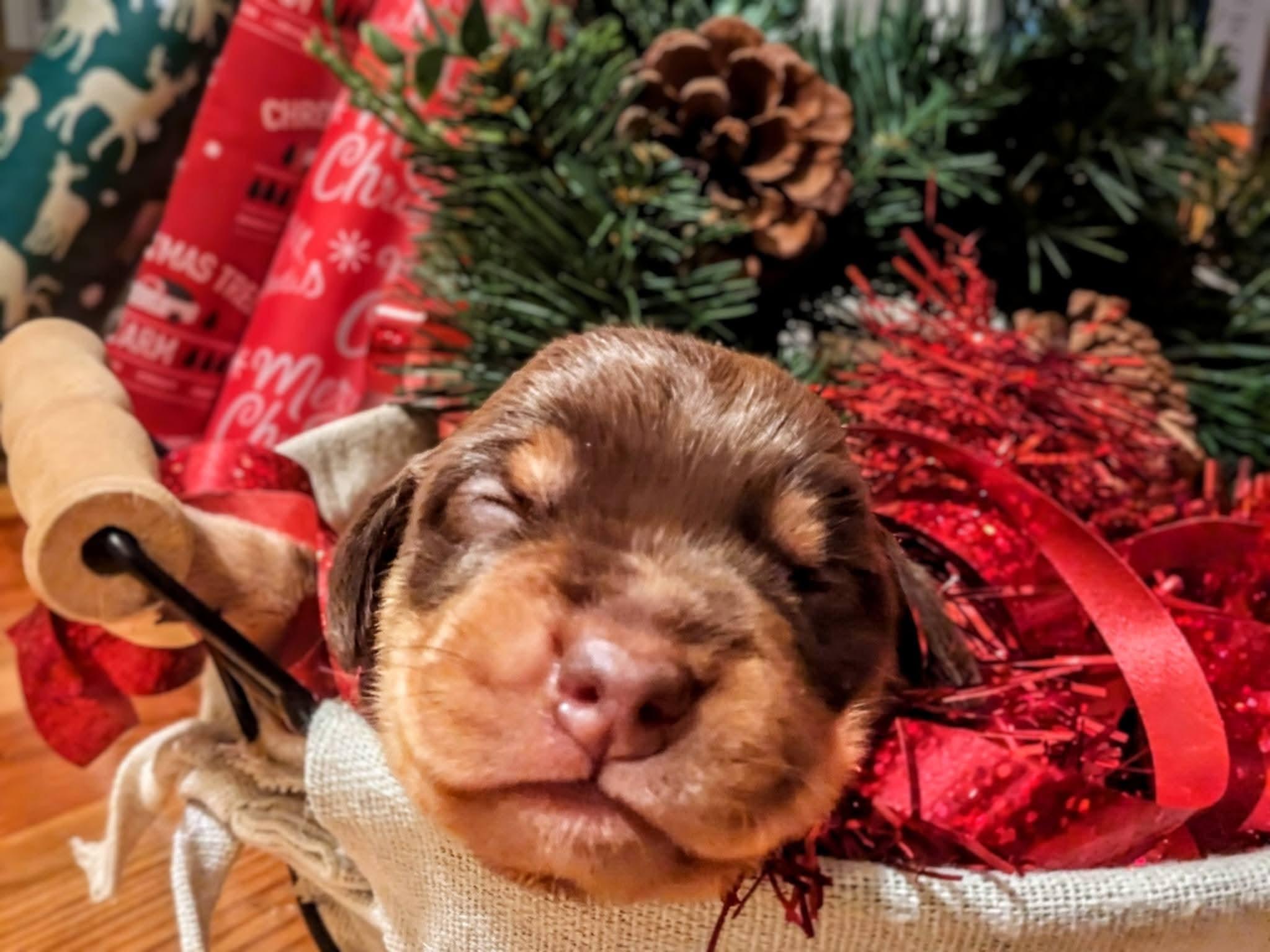 Russet, Adopted, Young Male Chihuahua & Dachshund.