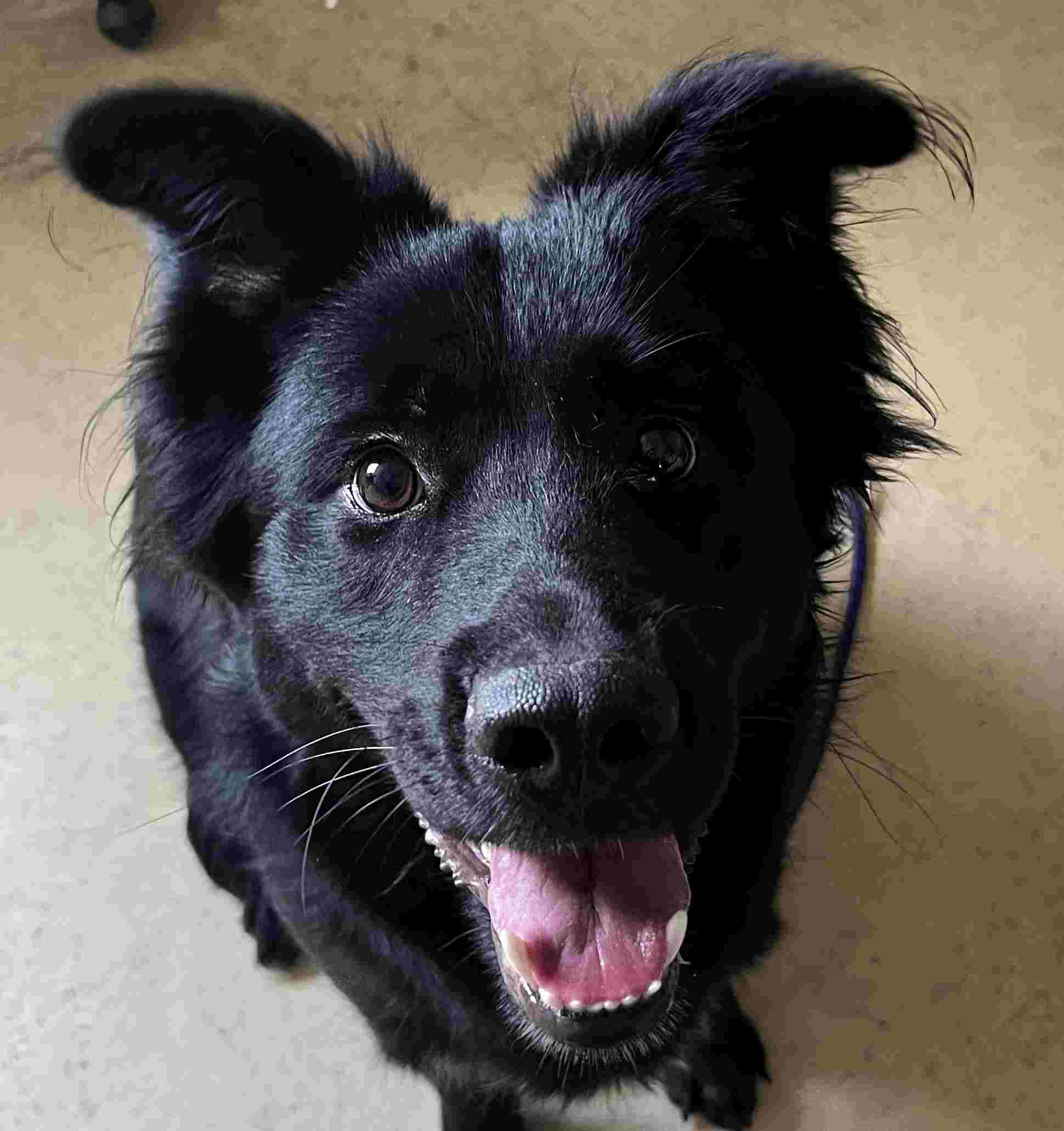 Onyx, ADOPTABLE, Young Male Border Collie & German Shepherd Dog.