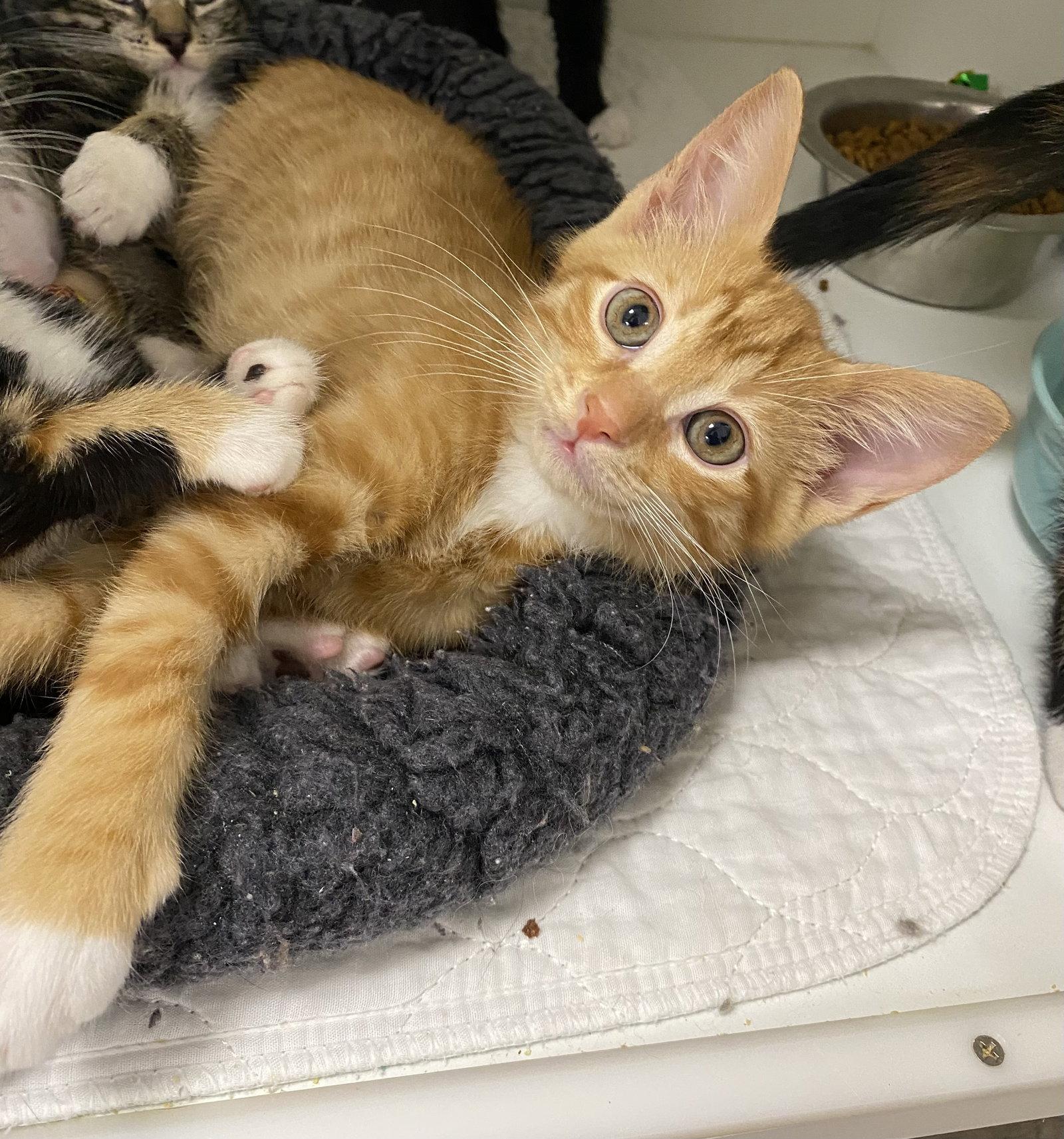 Lavender, Adopted, Young Male Domestic Short Hair.