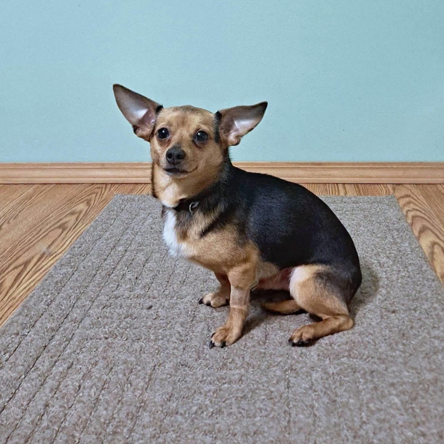 Enlarge Andy, a Adoptable mixed breed in Fairmont, WV image 1/3