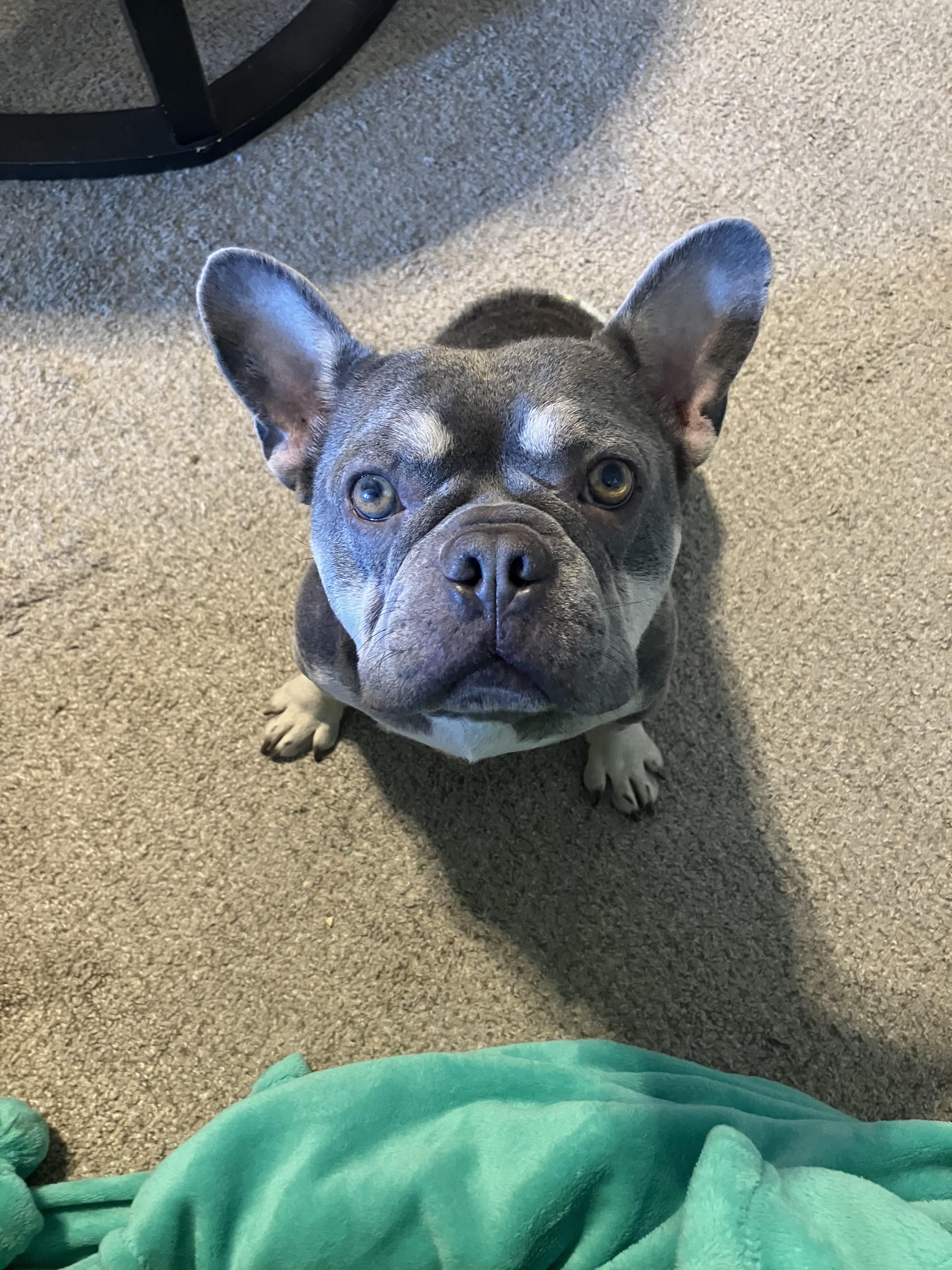 Enlarge Gus, a Adoptable French Bulldog in Savannah, GA image 1/6