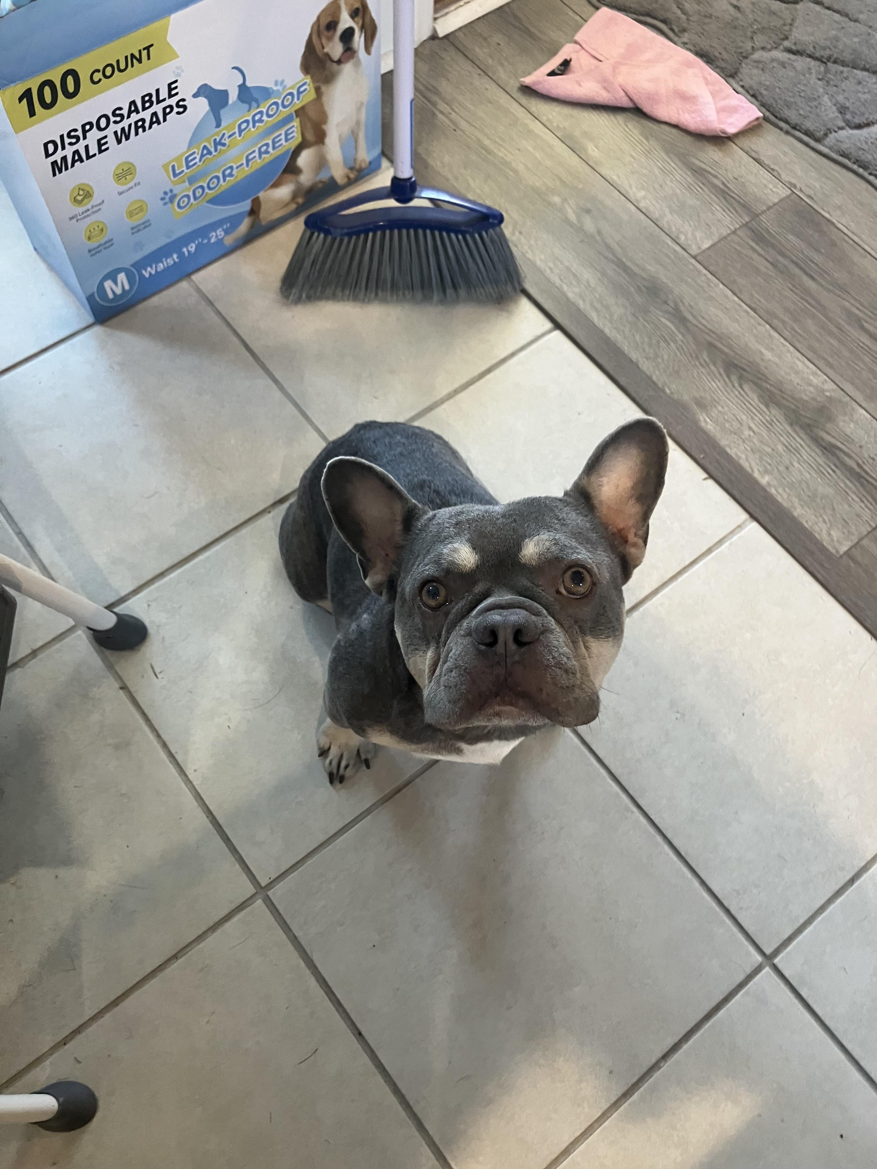 Enlarge Gus, a Adoptable French Bulldog in Savannah, GA image 2/6