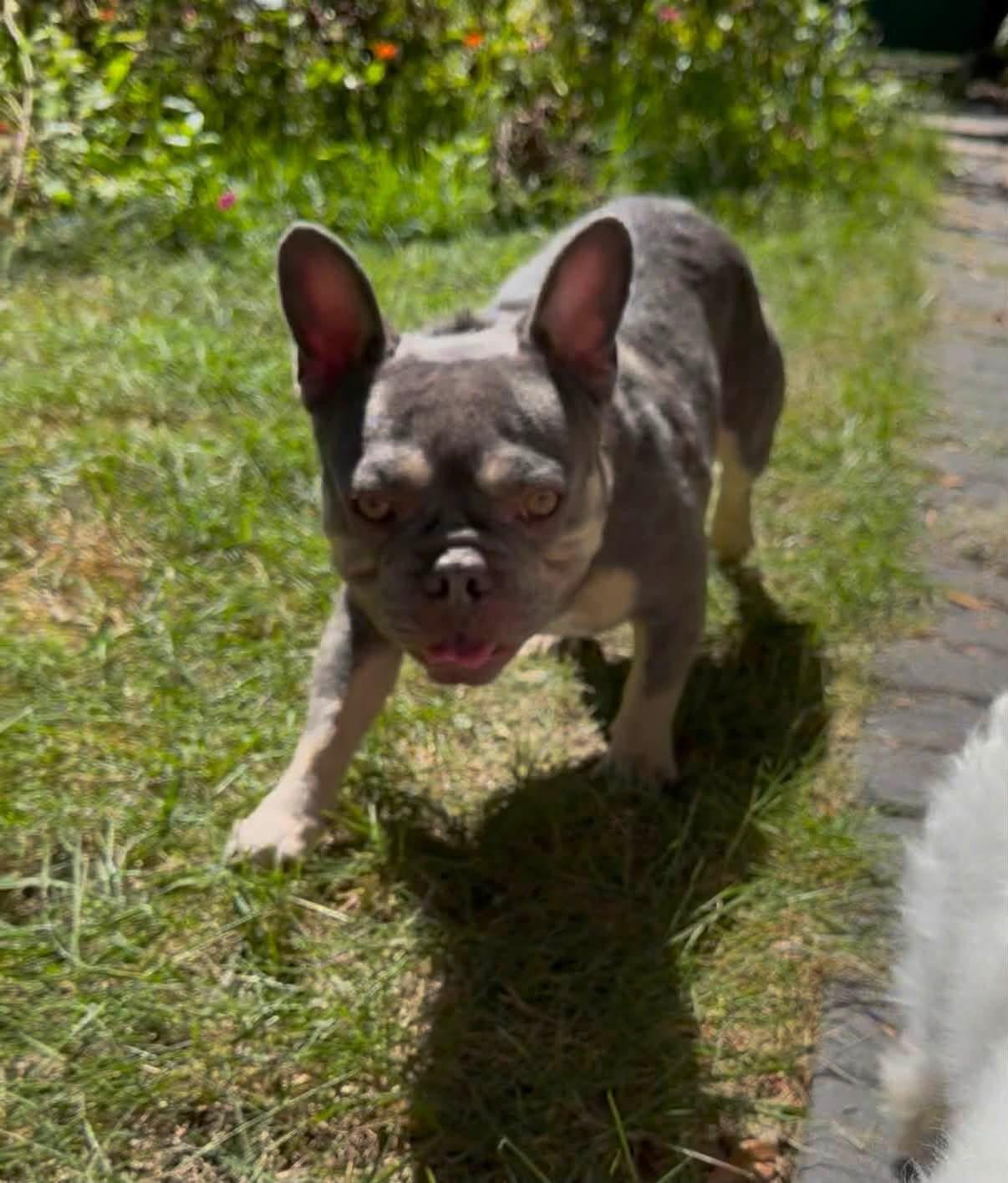 Enlarge Gus, a Adoptable French Bulldog in Savannah, GA image 3/6