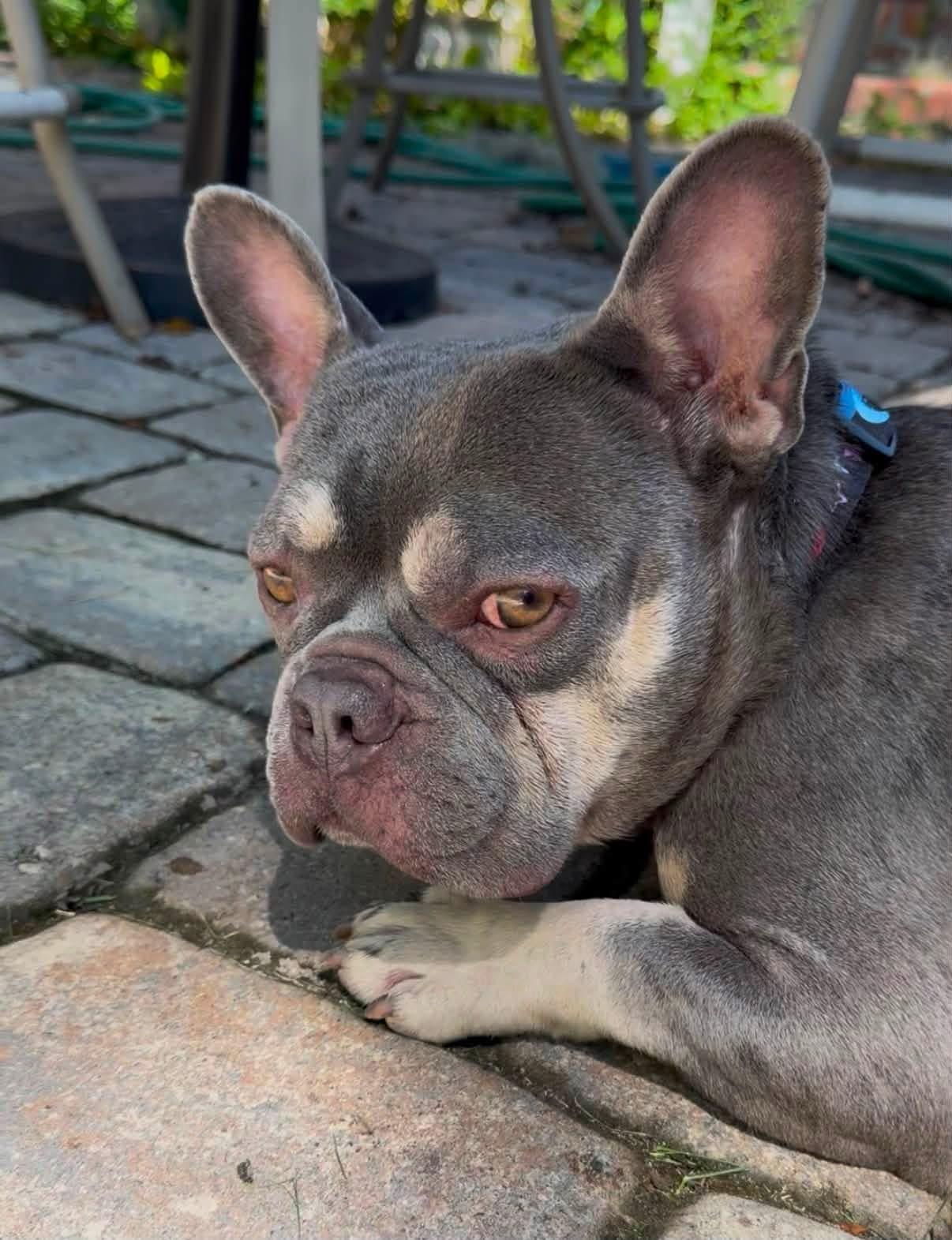 Enlarge Gus, a Adoptable French Bulldog in Savannah, GA image 4/6