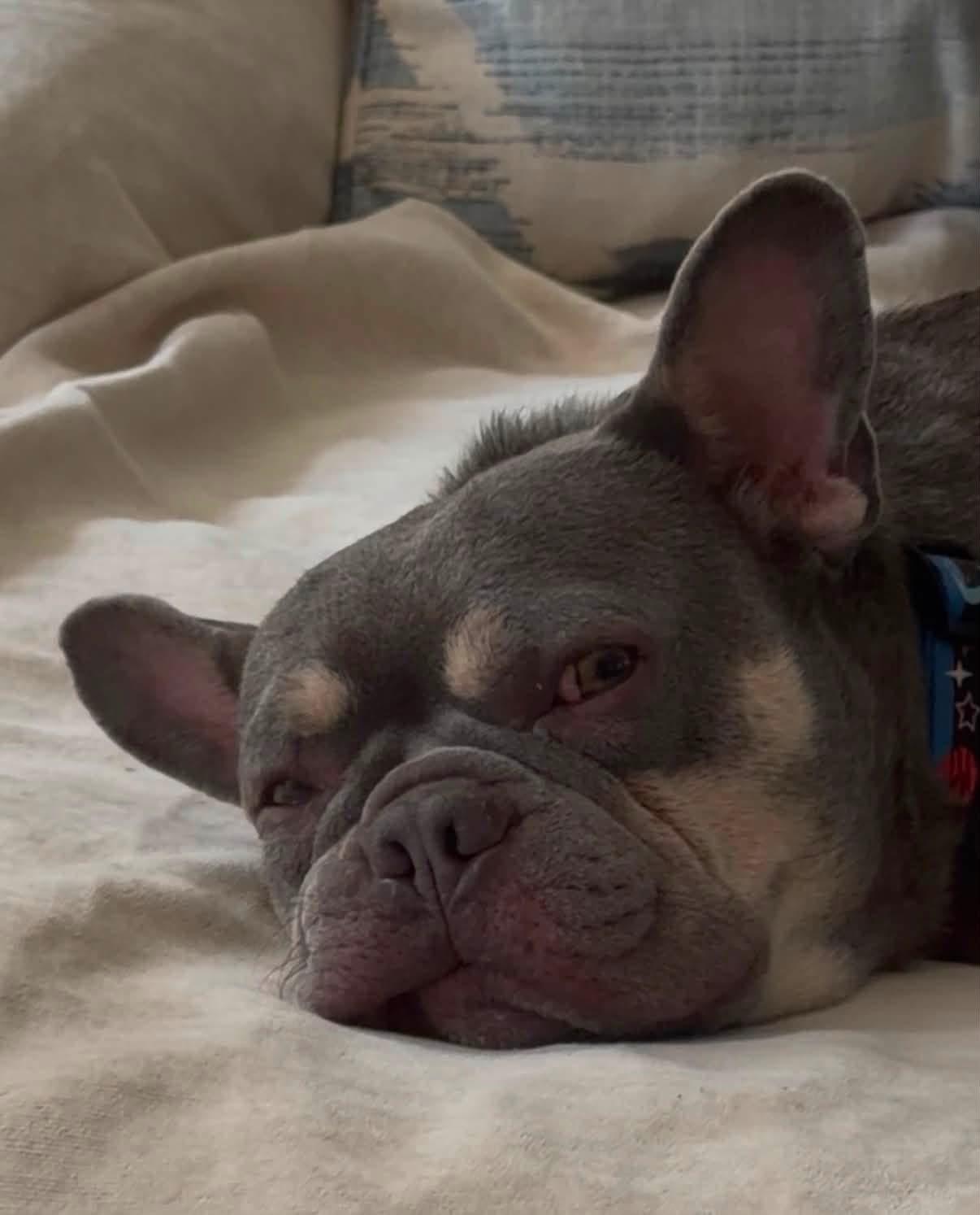 Enlarge Gus, a Adoptable French Bulldog in Savannah, GA image 5/6